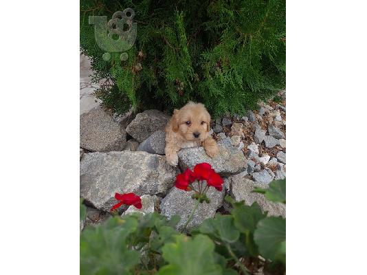 Κουτάβια Labradoodle